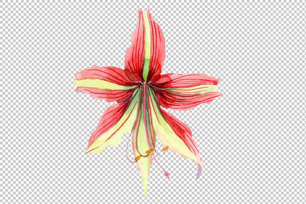Hippeastrum red and yellow flower Watercolor png