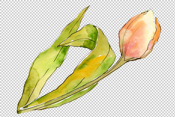 Bouquet of flowers from tulips romance watercolor png