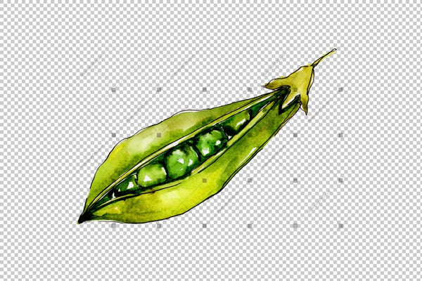 Pea Seed Vegetables Png Watercolor Set Digital