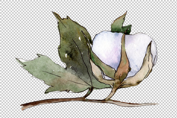 Cotton vegetable watercolor png