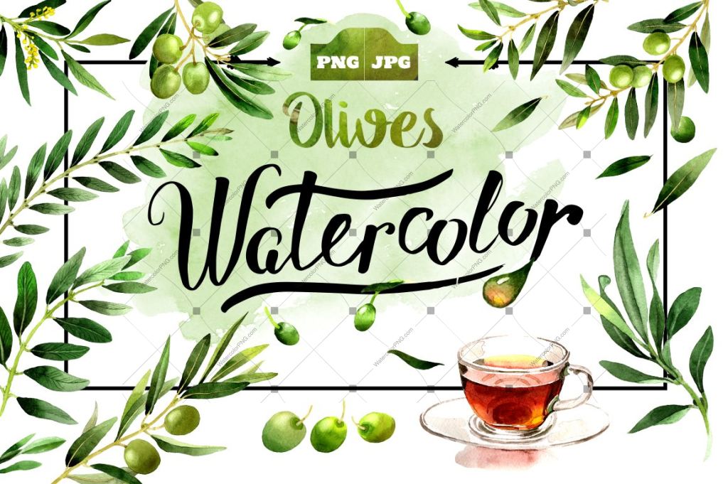 Olives Watercolor Png Clipart Digital