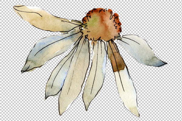 Daisy white watercolor png