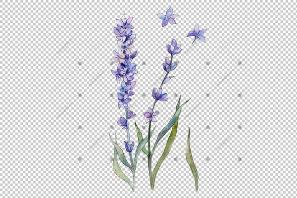 Sweet Purple Lavender Flower Png Watercolor Set Flower