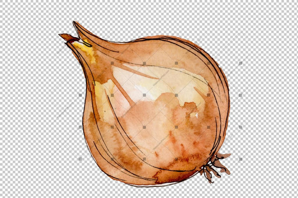Onion Vegetables Png Watercolor Set Digital