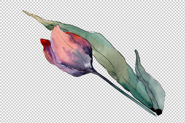 Bouquet of flowers from tulips Perfection watercolor png
