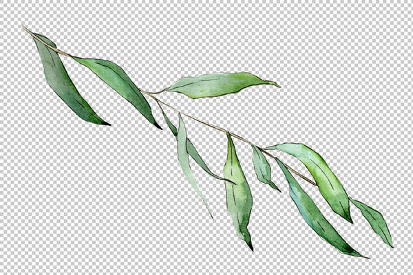 Willow branches Watercolor png