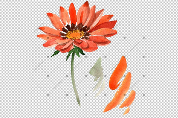 Flower Orange Gazania Png Watercolor Set