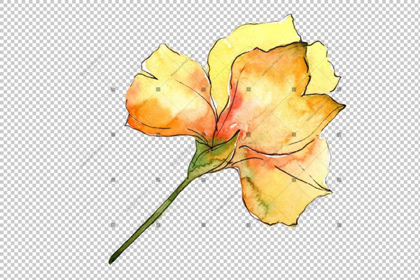 Yellow Alstroemeria Flower Png Watercolor Set Flower