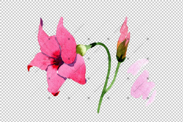 Wildflower Pink Dipladies Png Watercolor Set Flower