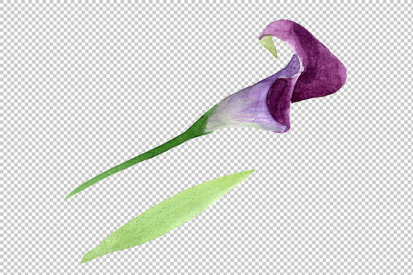 Aquarelle purple callas PNG watercolor set