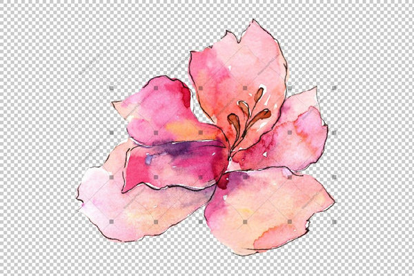 Alstroemeria Pink Flower Png Watercolor Set Flower
