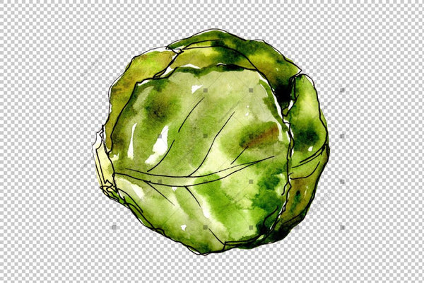 Green Cabbage Vegetables Png Watercolor Set Digital