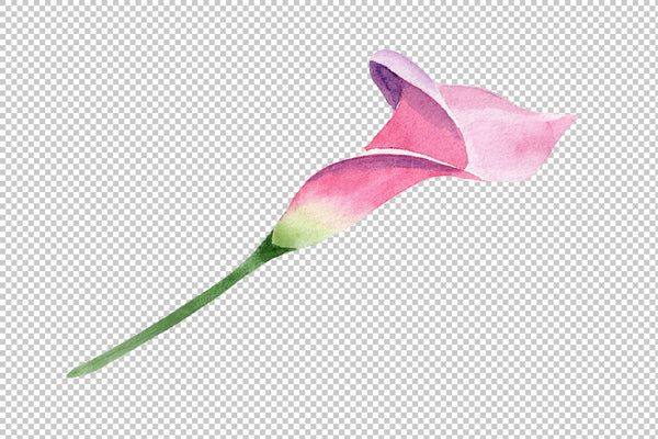 Pink calla flower PNG watercolor set