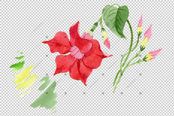Wildflower Red Dipladies Png Watercolor Set Flower