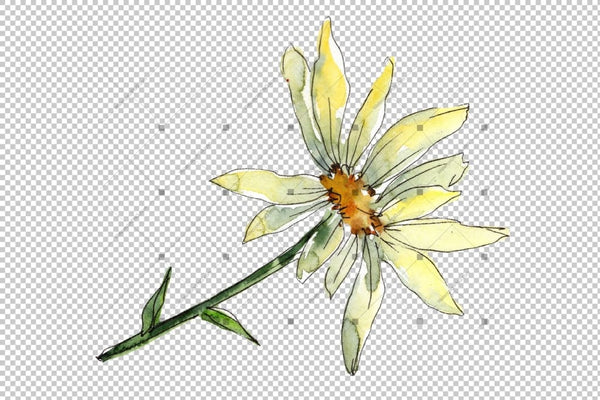 Fine Wildflower Daisy Png Watercolor Set Flower