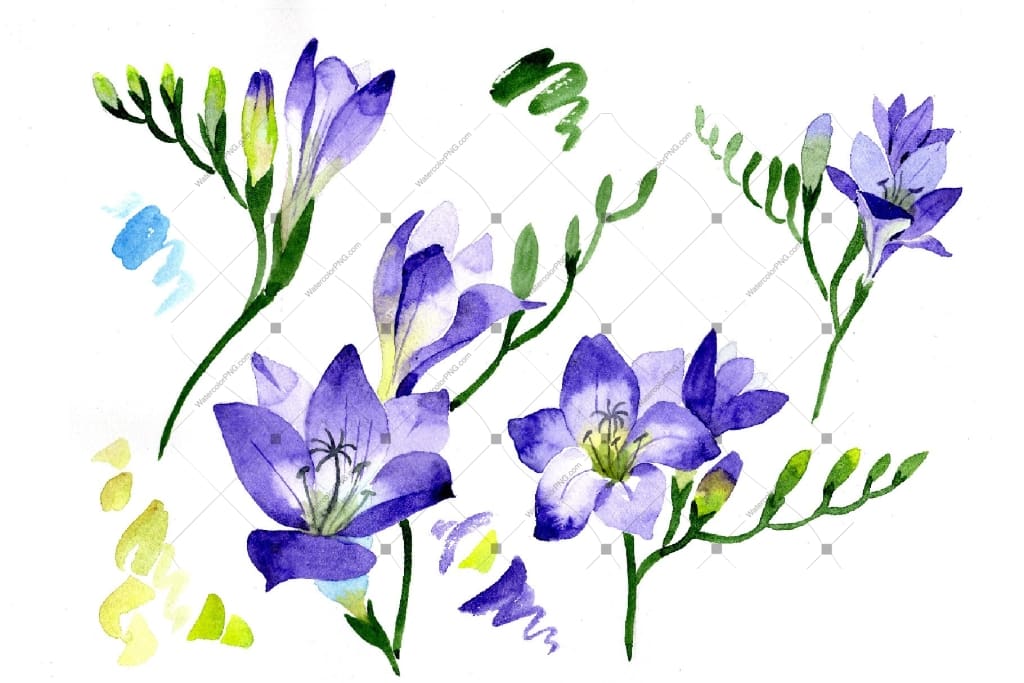 Aquarelle Purple Freesia Png Flower Set Flower