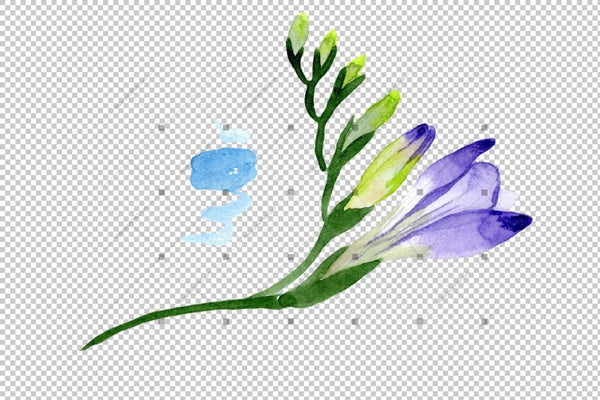 Aquarelle Purple Freesia Png Flower Set Flower