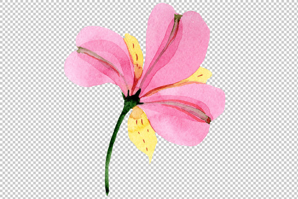 Astrometry pink flower watercolor png