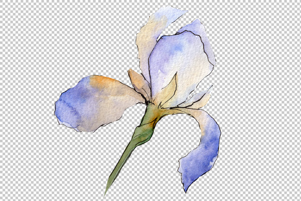 Eurobuket Irises blue watercolor png