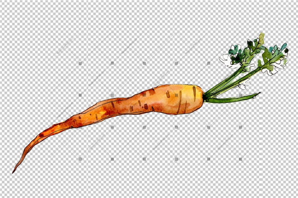 Orange Carrot Vegetables Png Watercolor Set Digital