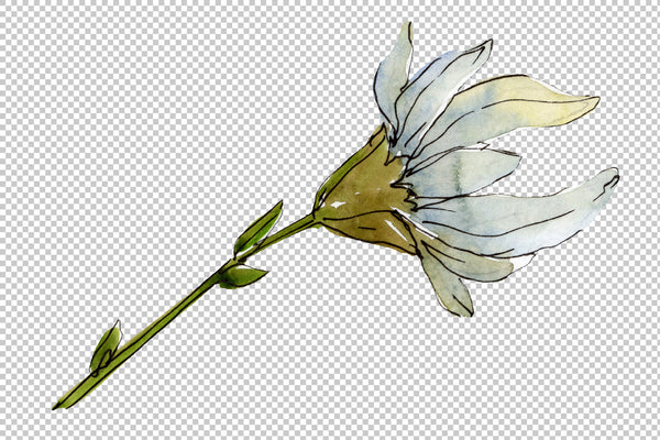 Daisy white watercolor png