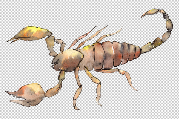 Animal scorpion watercolor png