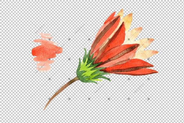 Wildflower Orange Gazania Png Watercolor Set Flower