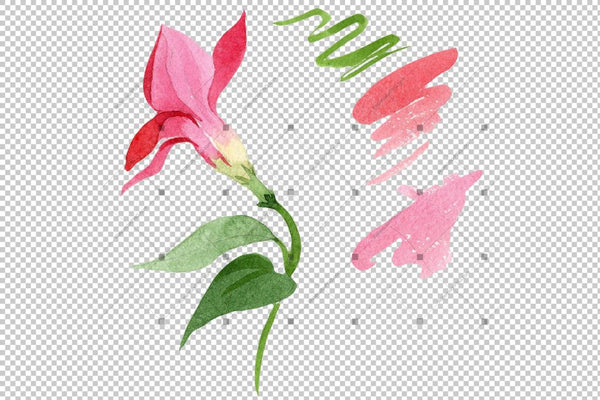 Wildflower Red Dipladies Png Watercolor Set Flower