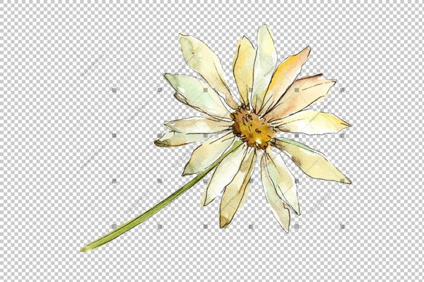 Fine Wildflower Daisy Png Watercolor Set Flower