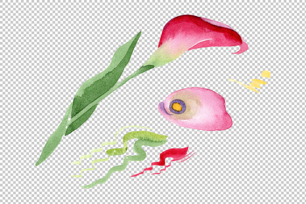 Pink calla flower PNG watercolor set