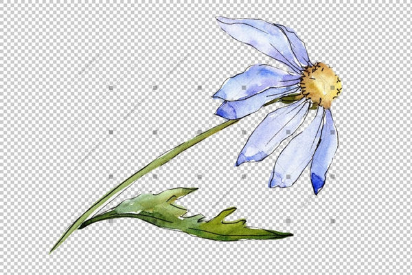 Blue Daisy Png Watercolor Flower Set Flower