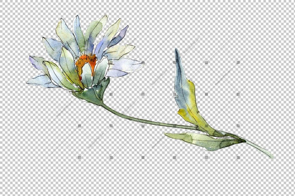 Fine White Daisy Png Watercolor Flower Set Flower