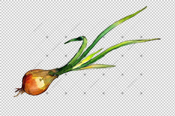 Watercolor Onion Vegetables Png Set Digital