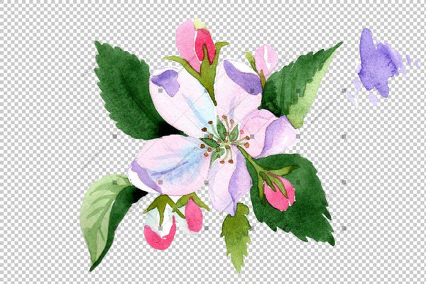 Wildflower Apple Blossom Png Watercolor Set Flower