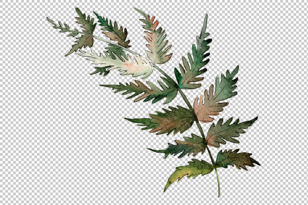 Polypodiopsis fern watercolor png