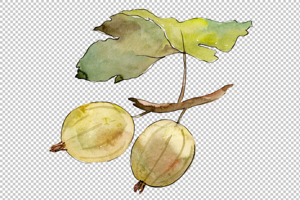 Gooseberry plain watercolor png