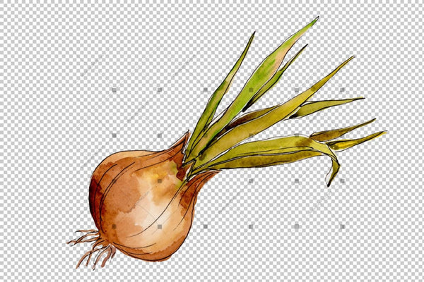 Onion Vegetables Png Watercolor Set Digital