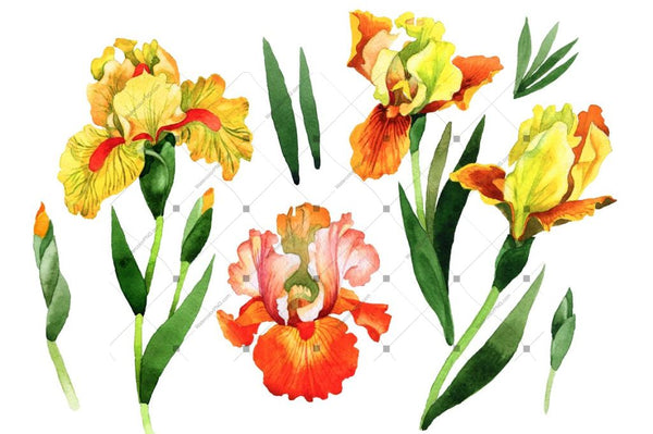 Yellow Irises Watercolor Png Clipart Digital