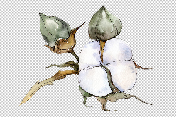 Cotton vegetable watercolor png