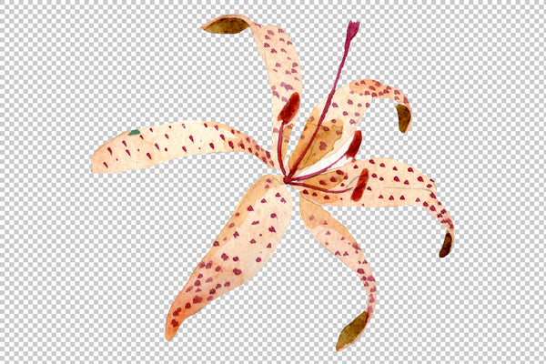 Orange lily watercolor png