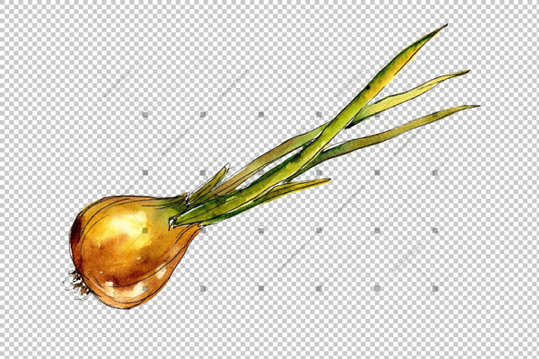 Watercolor Onion Vegetables Png Set Digital