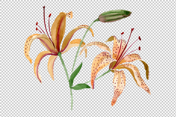 Orange lily watercolor png