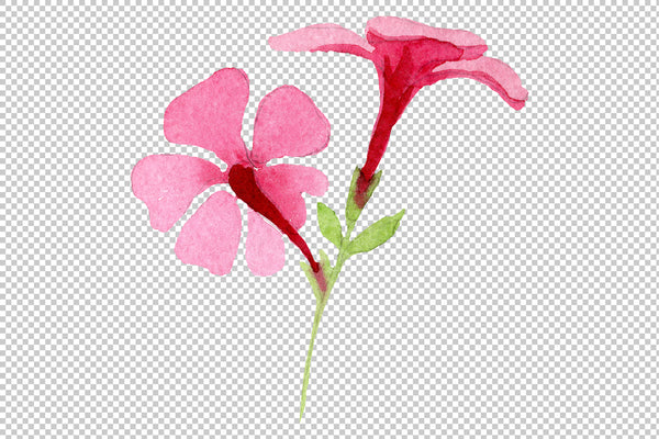 Phlox pink watercolor png