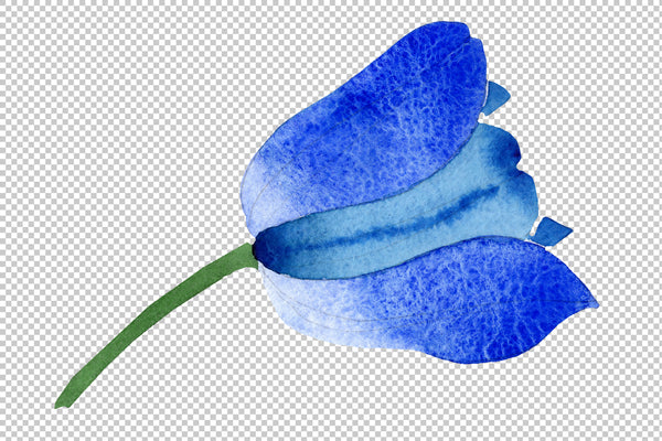 Blue tulip flower watercolor png