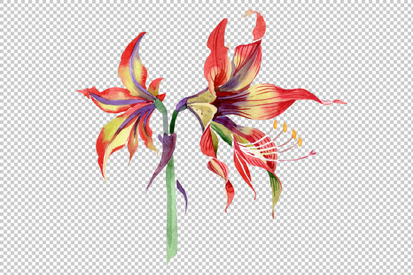 Hippeastrum red and yellow flower Watercolor png