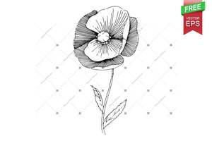 Ink Vector Poppy Free Download Floral Botanical Flower. Wild Spring Leaf Wildflower Isolated. Flower