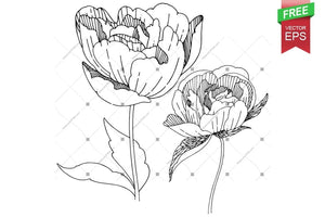 Ink Vector Peony Free Download Floral Botanical Flower. Wild Spring Leaf Wildflower Isolated. Flower