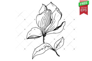 Ink Vector Magnolia Free Download Floral Botanical Flower. Wild Spring Leaf Wildflower Isolated. Flower