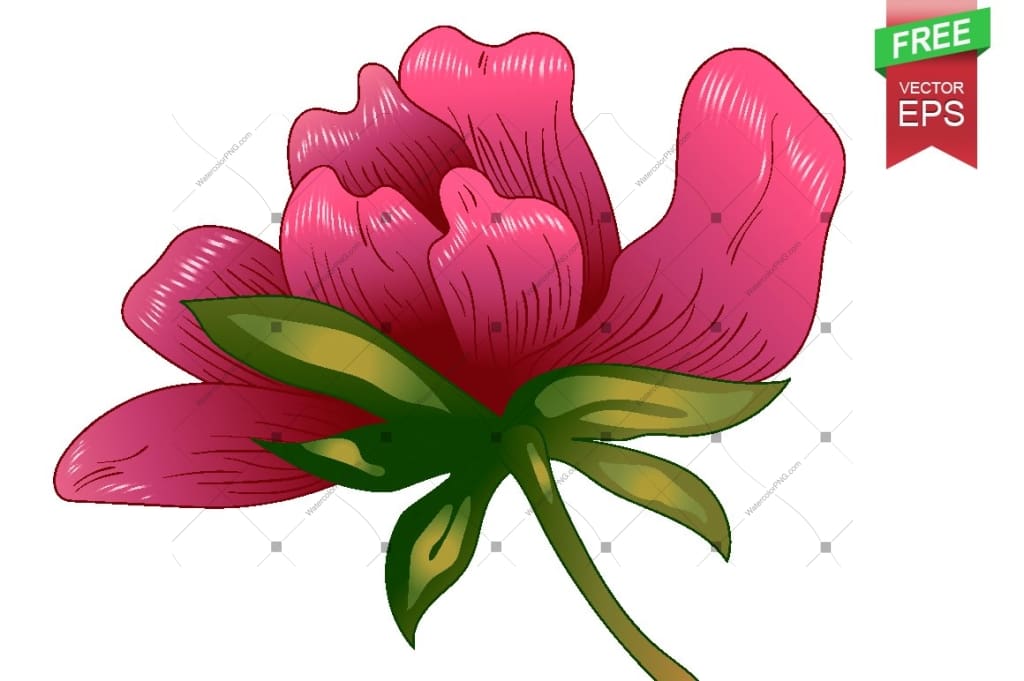 Ink Vector Red Peony Free Download Floral Botanical Flower. Wild Spring Leaf Wildflower Isolated. Flower