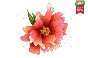 Ink Vector Orange Peony Free Download Floral Botanical Flower. Wild Spring Leaf Wildflower Isolated. Flower